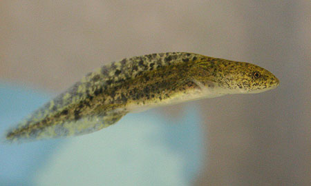 Juvenile Axolotl
