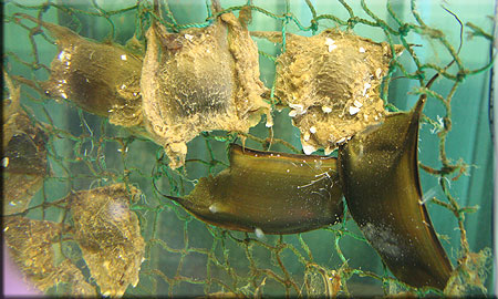 Shark and Ray Hatchery