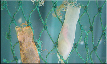 Shark eggcases