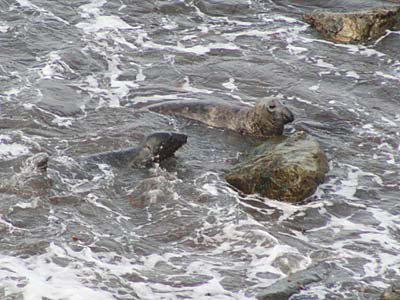 Seal coming ashore at haul-out along the North Cornwall coastline