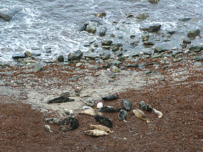 Seals in haul-out along the North Cornwall coastline