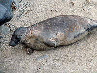 Photo of Merlin was taken by Sue Sayer (www.cornwallsealgroup.co.uk)
