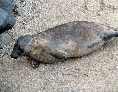 (Merlin - Photo copyright of Sue Sayer (www.cornwallsealgroup.co.uk)