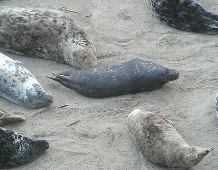 (Merlin - Photo copyright of Sue Sayer (www.cornwallsealgroup.co.uk)
