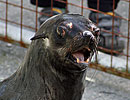 Mika, our resident Fur Seal