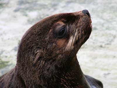 Mika, our resident Fur Seal