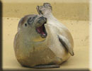 Milo - rescued common seal pup 2010 season