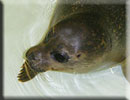Milo - rescued common seal pup 2010 season