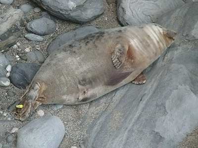 Mina - Photo copyright of Sue Sayer (www.cornwallsealgroup.co.uk)