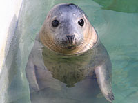 Mina in the nursery pool - photo was taken on 24th November 2007