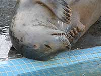 Mina in the convalescent pool - photo was taken on 27th December 2007