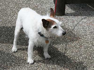 Doggy visitor to the sanctuary