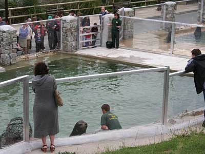 View of the Californian Sea Lions and Fur Seals enclosures