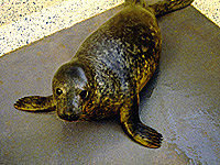 Monsoon in one of the hospital pens