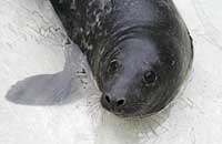 Mowgli in the convalescence pool - photo was taken on 30th December 2006