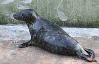 Mowgli in the convalescence pool - photo was taken on 3rd February 2007