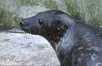 Mowgli in the convalescence pool - photo was taken on 3rd February 2007