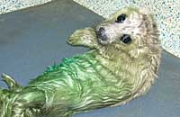 Mowgli in the hospital - photo was taken on 17th November 2006 by Rachael Vine