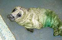 Mowgli in the hospital - photo was taken on 24th November 2006 by Rachael Vine