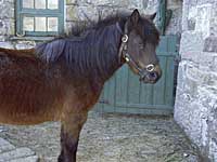 Muffin, a Dartmoor Pony