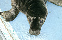 Mutley in the isolation pen in hospital - photo was taken on 13th October 2006 by Rachael Vine
