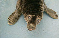 Mutley in the isolation pen in hospital - photo was taken on 13th October 2006 by Rachael Vine