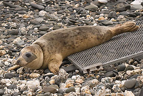 Photo of Myrtle was taken by Simon Bone (www.cornishsealgroup.co.uk)