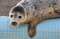 Narla in the convalescence pool - photo was taken on 30th December 2006