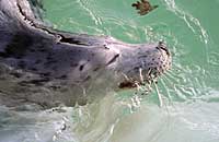 Narla in the convalescence pool - photo was taken on 3rd February 2007