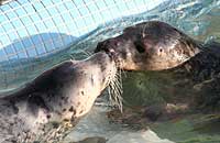Narla, on the left, kissing another pup in the convalescence pool - photo was taken on 3rd February 2007