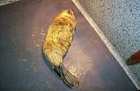 Narla in the isolation pen in hospital - photo was taken on 14th October 2006 by Rachael Vine