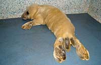 Narla in the isolation pen in hospital - photo was taken on 17th October 2006 by Rachael Vine