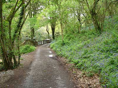 Bluebells in the Nature trail