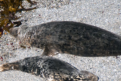 (Neil - Photo copyright of Sue Sayer (www.cornwallsealgroup.co.uk)