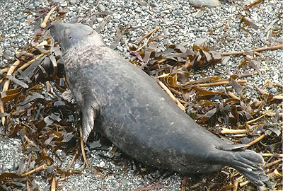 Neil - Photo copyright of Sue Sayer (www.cornwallsealgroup.co.uk)