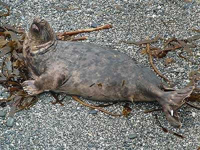 Neil - Photo copyright of Sue Sayer (www.cornwallsealgroup.co.uk)