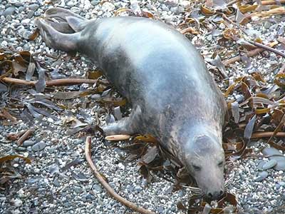 Neil - Photo copyright of Sue Sayer (www.cornwallsealgroup.co.uk)
