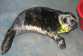 Nemo