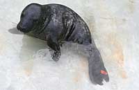 Nemo in the outside pool - photo was taken on 30th December 2006