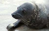 Nemo in the convalescence pool - photo was taken on 3rd February 2007