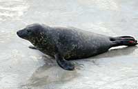 Nemo in the convalescence pool - photo was taken on 3rd February 2007