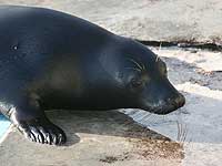 Nessa in the convalescent pool - photo was taken on 27th December 2007