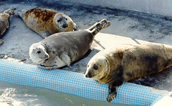 Seals on edge of pool