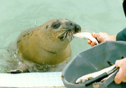 Duchess feeding