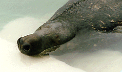 Adult seal asleep