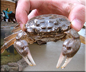 Chinese Mitten Crab