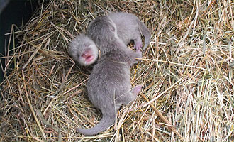 New otter kits