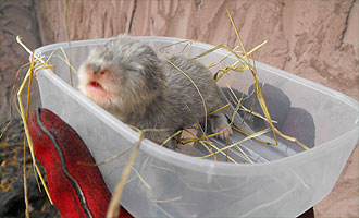 New otter kits