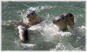 Feeding time in the Convalescent Pool