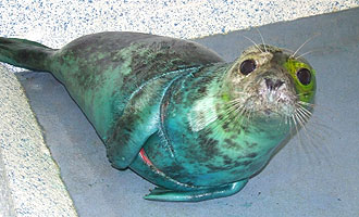 Bagshot wounds just visible under flipper